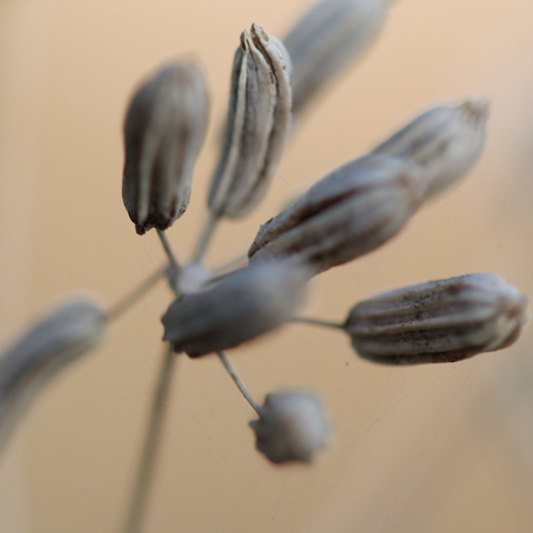 M-N Caron ''Graminée 1''